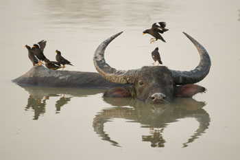 buffalo